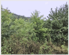  2022Ÿ��1997 �泲 �о�� �ϳ��� ��縮 65      ����(��)���