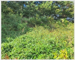  2022Ÿ��72572 ���� �强�� �Ｍ�� ���� 220      ����(��1)���