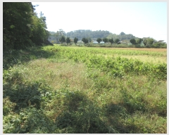  2022Ÿ��4219 ���� ���ﱺ ������ ������ 559-4      ����(��1)���