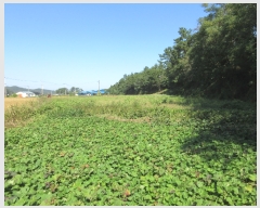  2022Ÿ��4219 ���� ���ﱺ ������ ������ 559-4      ����(��1)���