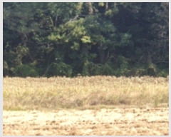  2022Ÿ��4219 ���� ���ﱺ ������ ������ 559-4      ����(��1)���