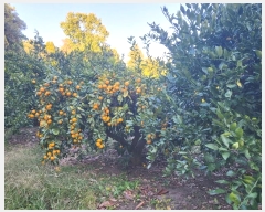  2022Ÿ��6395 ���� �������� ������ �Ǳ͸� 1909-3      ���ð��