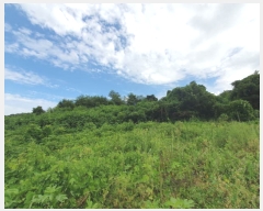  2023Ÿ��4519 ��� ����õ�� �۳��� ��33-4       ����(�Ӿ�)���