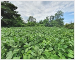  2023Ÿ��4519 ��� ����õ�� �۳��� ��33-4       ����(�Ӿ�)���