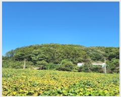  2023Ÿ2875  ֽ ҿ ź븮 26      (Ӿ)