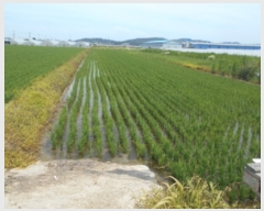  2023Ÿ4752 泲 ⱺ  ָ 967-2      ()