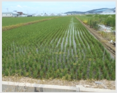  2023Ÿ4752 泲 ⱺ  ָ 967-2      ()