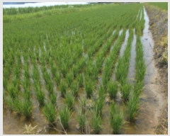  2023Ÿ4752 泲 ⱺ  ָ 967-2      ()