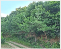  2023Ÿ��4523 ����Ư����ġ�� �屺�� �ݾϸ� 318-1       ����(�Ӿ�)���