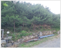  2023Ÿ��4523 ����Ư����ġ�� �屺�� �ݾϸ� 318-1       ����(�Ӿ�)���