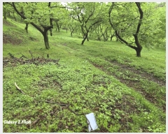  2023Ÿ2448 泲 ο  Ŵ븮 266-1      ,â