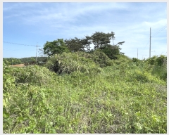  2023Ÿ��53780 �泲 �¾ȱ� �ȸ��� �¾� 244      ����(��1)���