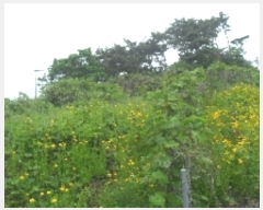  2023Ÿ��53780 �泲 �¾ȱ� �ȸ��� �¾� 244      ����(��1)���