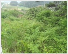  2023Ÿ��53780 �泲 �¾ȱ� �ȸ��� �¾� 244      ����(��1)���