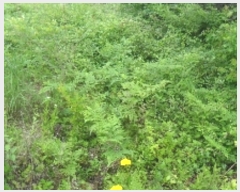  2023Ÿ��53780 �泲 �¾ȱ� �ȸ��� �¾� 244      ����(��1)���