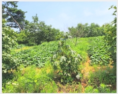  2023Ÿ��55472 �泲 ������ �۾��� ���븮 589-6      ����(�Ӿ�)���