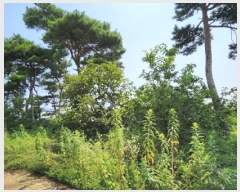  2023Ÿ��55472 �泲 ������ �۾��� ���븮 589-6      ����(�Ӿ�)���