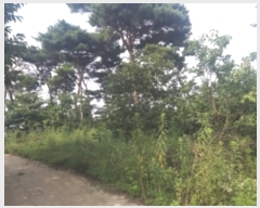  2023Ÿ��55472 �泲 ������ �۾��� ���븮 589-6      ����(�Ӿ�)���