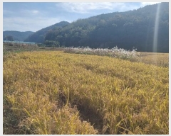  2023Ÿ��8228 ��� ��õ�� ����� �θ� 361      ����(��)���