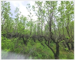  2023Ÿ��11002 ��� û���� ������ ������ 526-2      ����(��)���