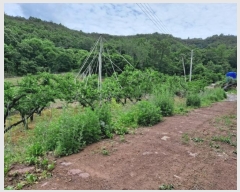  2023Ÿ��100646 ��� �ȵ��� ǳõ�� ��㸮 1111      ����(��1)���