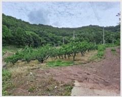  2023Ÿ��100646 ��� �ȵ��� ǳõ�� ��㸮 1111      ����(��1)���