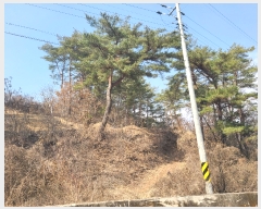  2023Ÿ��100653 ��� �ȵ��� ����� ��õ�� 447      ����(��1)���