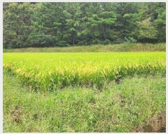  2023Ÿ��15027 ��� ���̽� ������ �Ű 190      ����(��)���