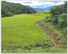  2023Ÿ��15027 ��� ���̽� ������ �Ű 190      ����(��)���