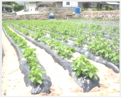  2023Ÿ��1052  ����