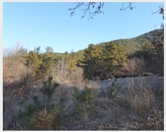  2023Ÿ��10004 �뱸 ������ ȿ�ɸ� ��� 34      ����(��1)���