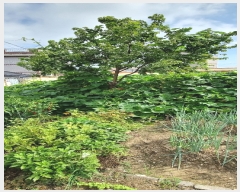  2023Ÿ��2955 ��� ���׽� �ϱ� �л굿 127-14      ����(����)���