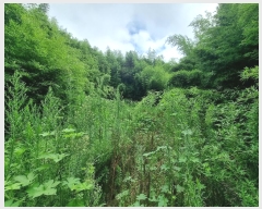  2023Ÿ109765  ֱ ϸ õ 494-1      ð