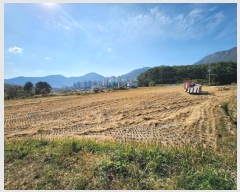  2023Ÿ��4399 �λ� ���屺 ������ ����� 590      ����(��)���