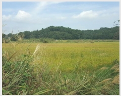  2023Ÿ��36338  ����