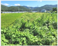  2023Ÿ��1703 �泲 �о�� ���ȸ� ���긮 885-18      ����(��)���