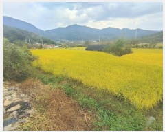  2023Ÿ��1963 �泲 â�籺 ����� ��긮 1428-1      ����(��)���