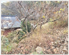  2023Ÿ��12826 �泲 �о�� ������� �� 1339      ����(��)���