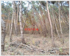  2023Ÿ��1133  �������