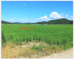  2023Ÿ��11390 �泲 ��õ�� û���� �� 101-2      ����(��)���