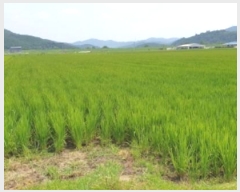  2023Ÿ��11390 �泲 ��õ�� û���� �� 101-2      ����(��)���