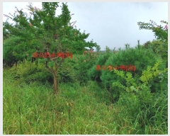  2023Ÿ��765  �����