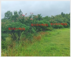  2023Ÿ��765  �����