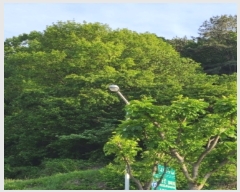  2023Ÿ67799   굿 252       (Ӿ)