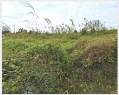  2023Ÿ77529  ֽ ݳ õ 136      (1)