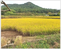  2023Ÿ77529  ֽ ݳ õ 136      (1)