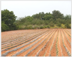  2023Ÿ2023  žȱ  帮 169      (Ӿ)