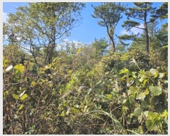  2023Ÿ29982   ȴ õ 570      (Ӿ)