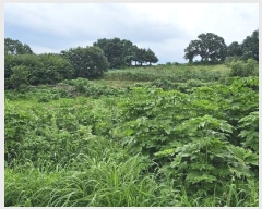  2024Ÿ��3933 ��� ���ֽ� ������ ȿ�̸� 528      ����(��1)���