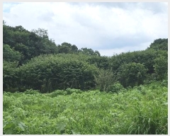  2024Ÿ��3933 ��� ���ֽ� ������ ȿ�̸� 528      ����(��1)���